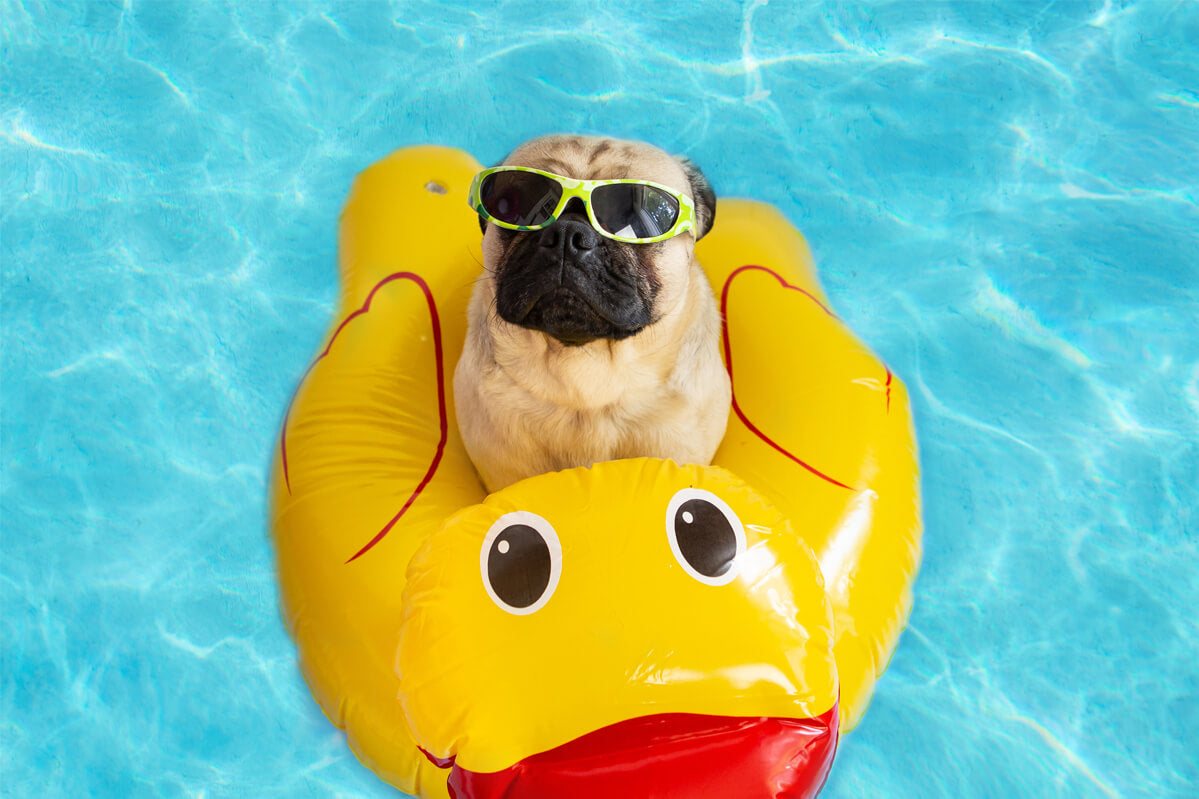 Which Dog Breeds Can't Swim Good?