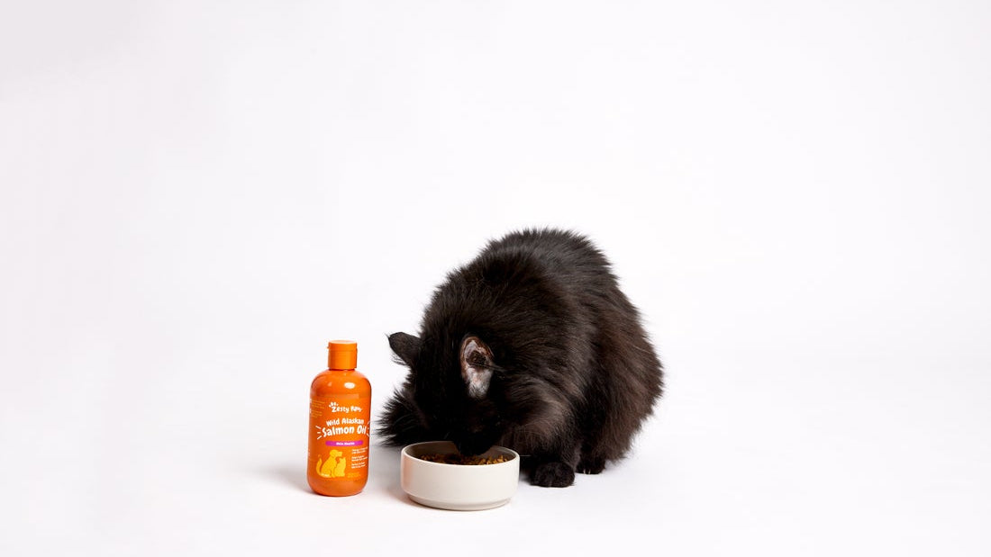 Fish Oil for Cats: How Omega-3s Fit Into Every Life Stage