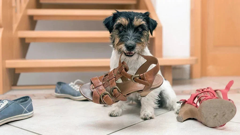 How to Stop These 4 Strange Dog Behaviors