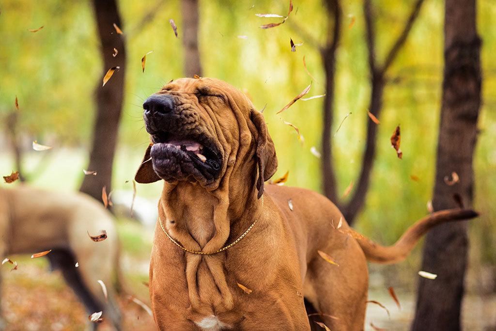 Best Ways to Help Your Dog's Allergies
