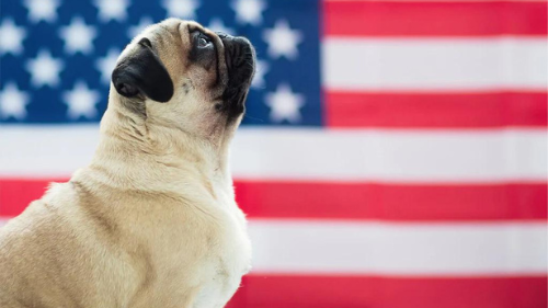 Best 4th of July Pet Tips