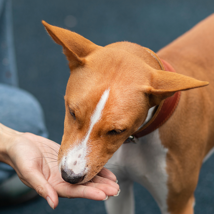 Lil' Zesties™ Calming Squares™ for Dogs