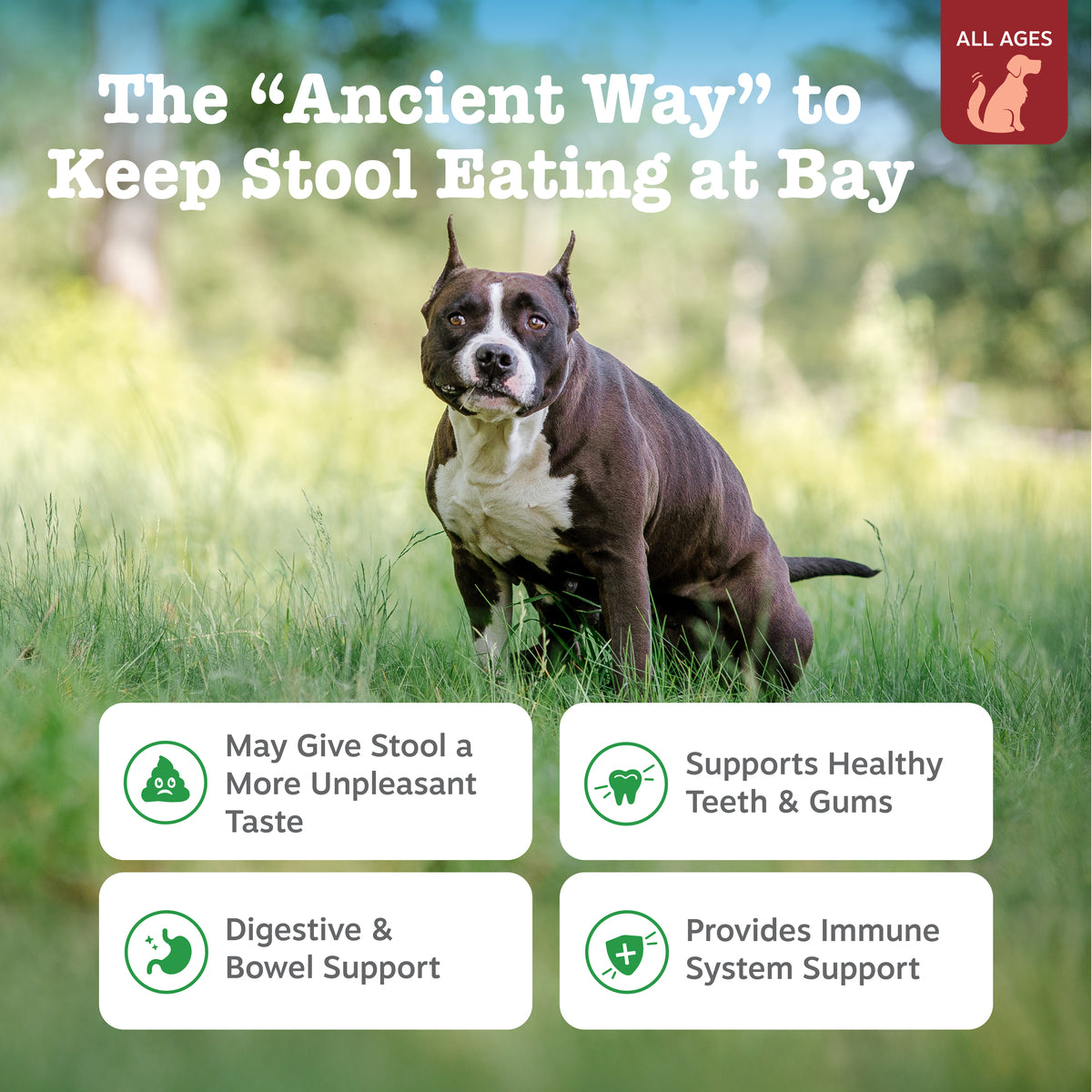 Brown and white dog standing in grass with product benefit text and icons displayed below.