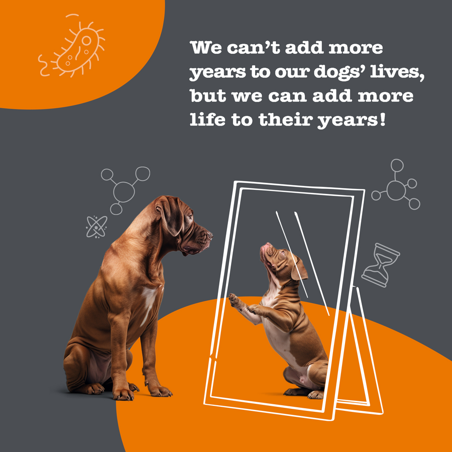 Healthy Aging™ NAD+ Precursor Supplement for Dogs