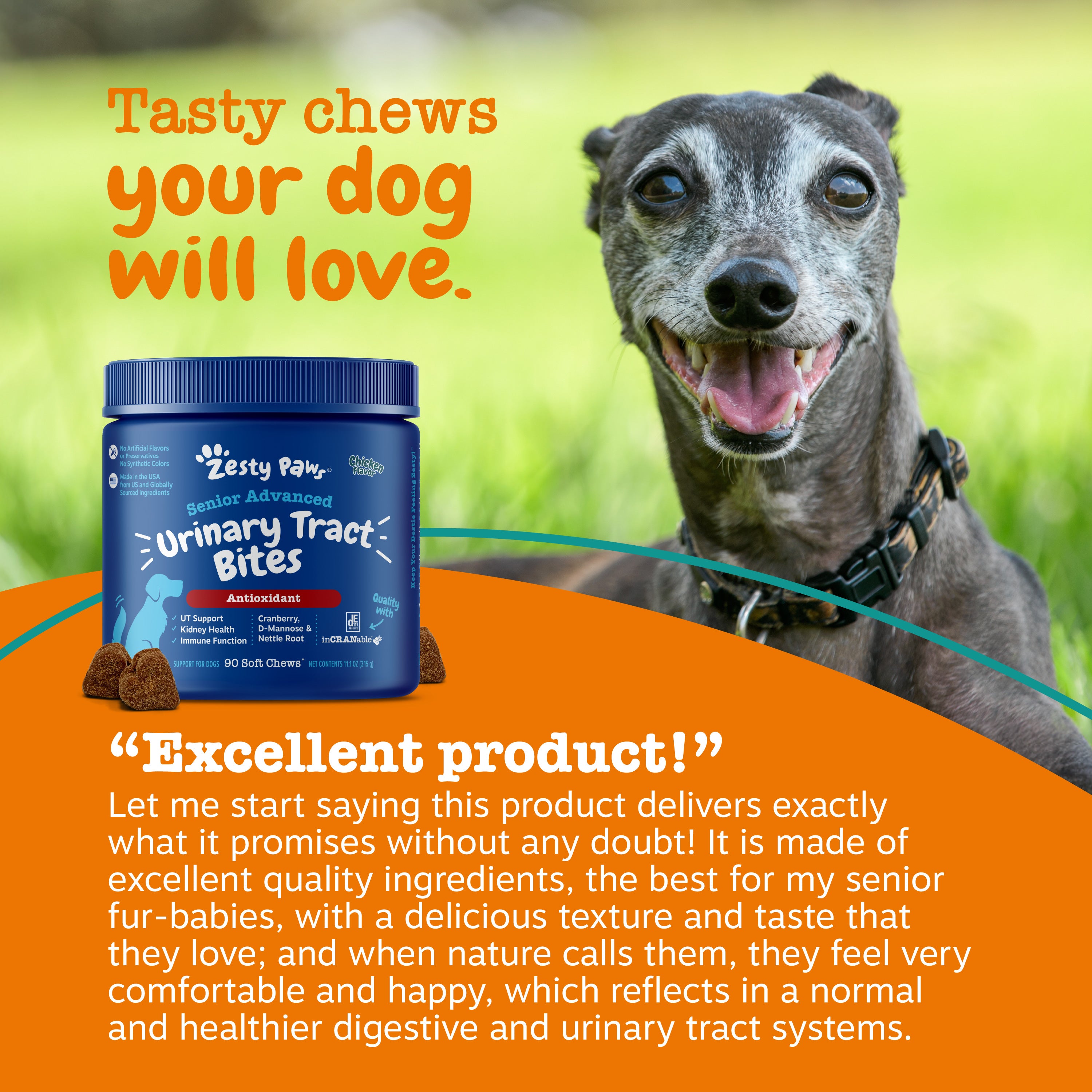Blue jar of Zesty Paw Senior Advanced Urinary Tract Bites with brown soft chews visible, displayed next to senior gray dog on