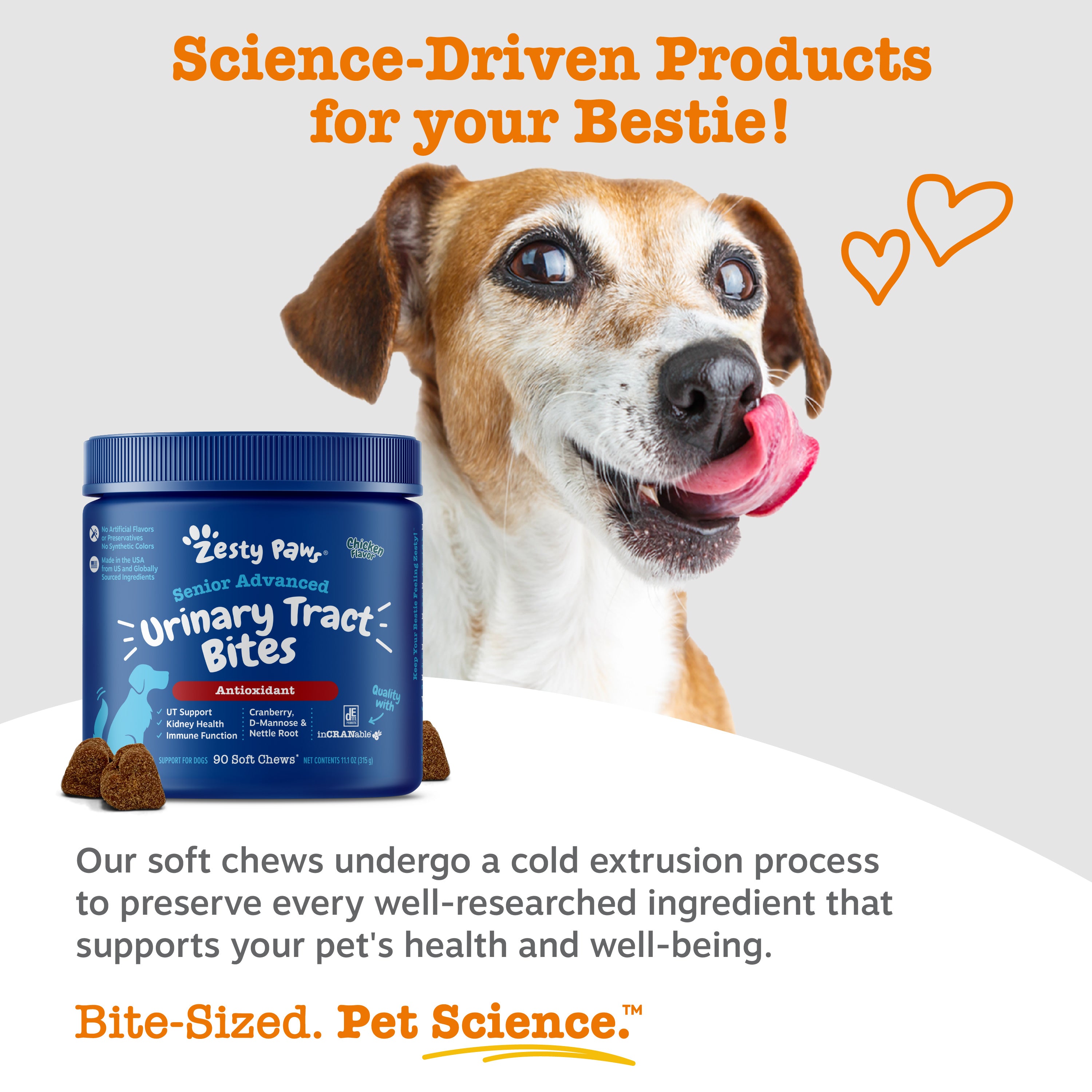 Blue container of Zesty Paw Senior Advanced Urinary Tract Bites with brown soft chews displayed beside senior dog with tongue