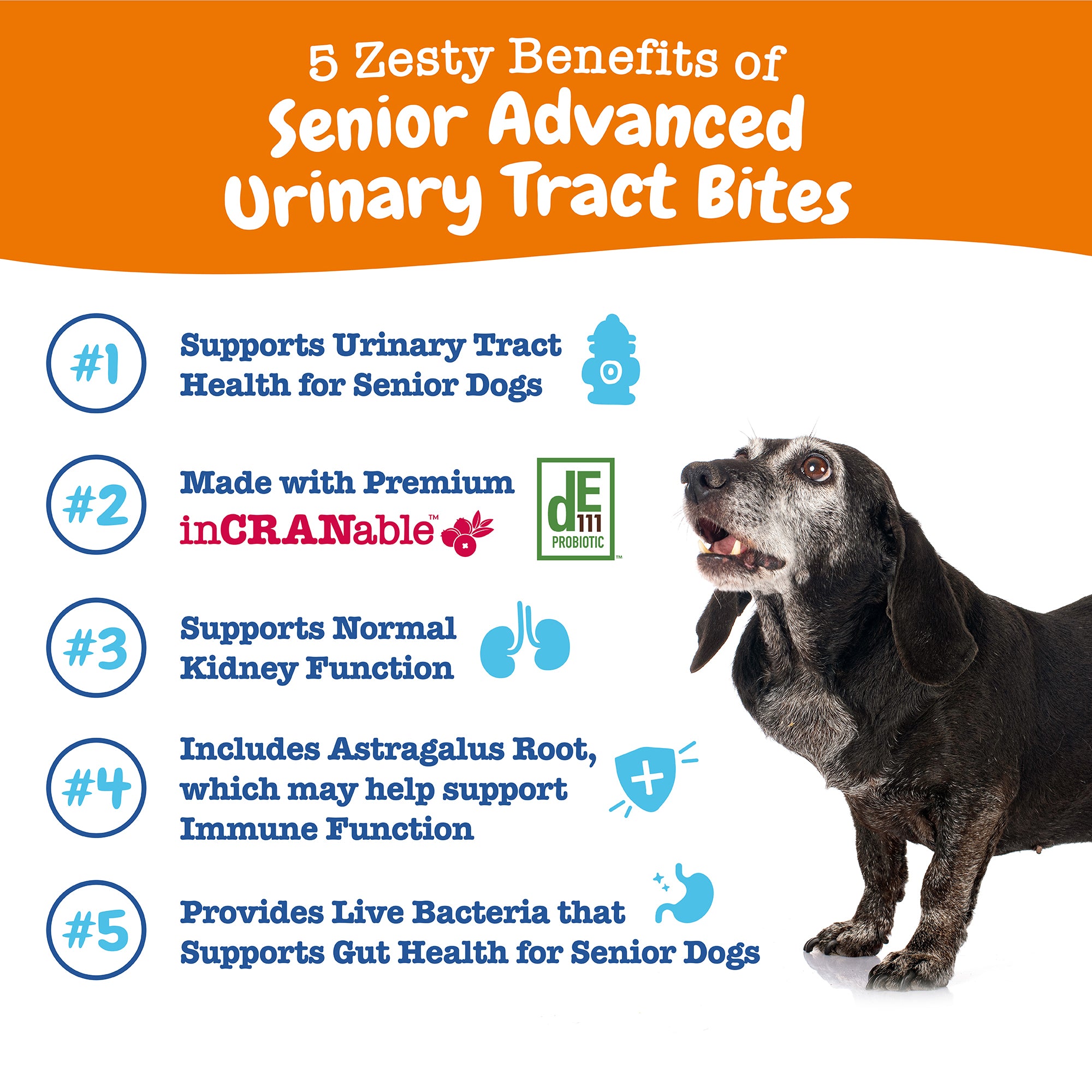 Senior Advanced Urinary Tract Bites
