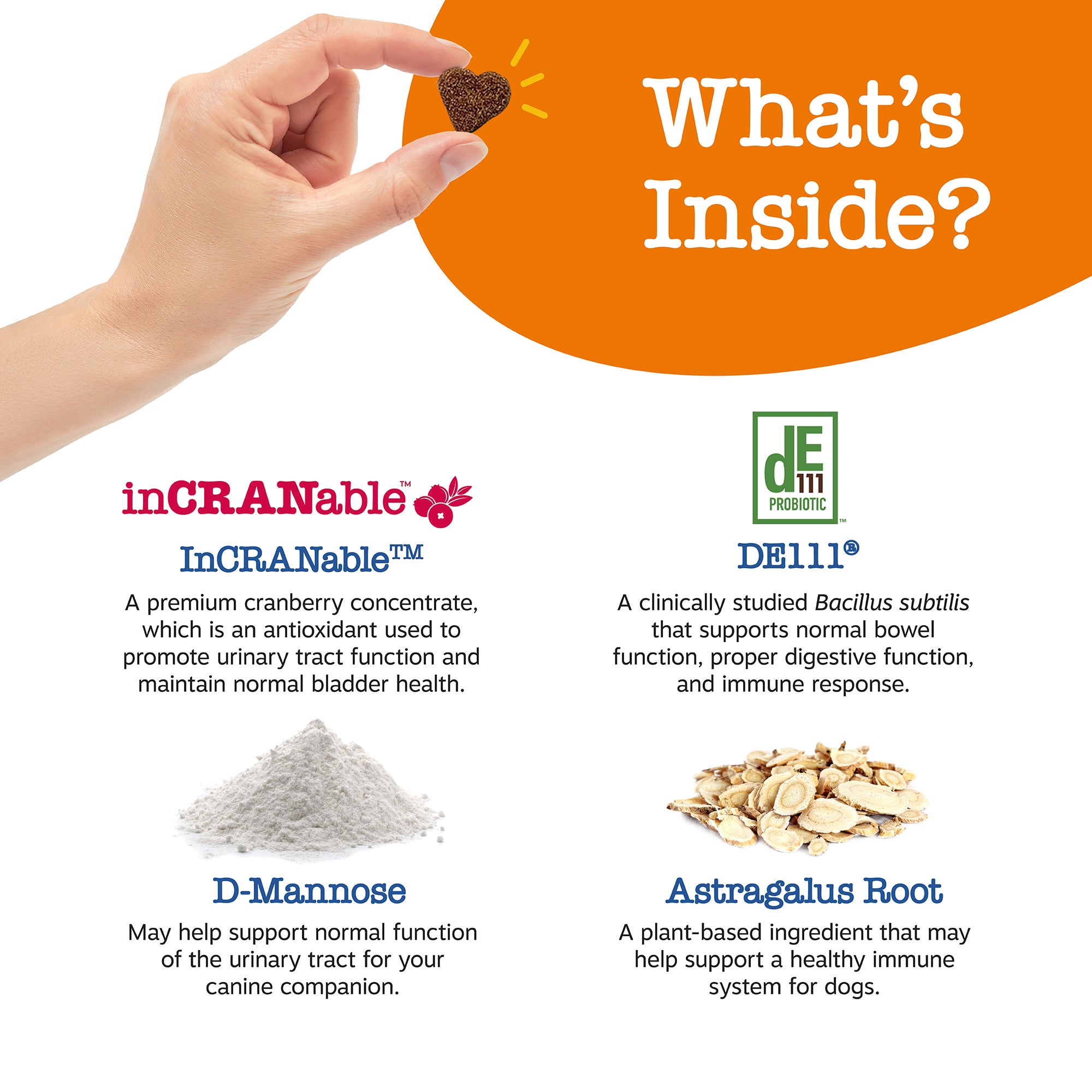 Senior Advanced Urinary Tract Bites