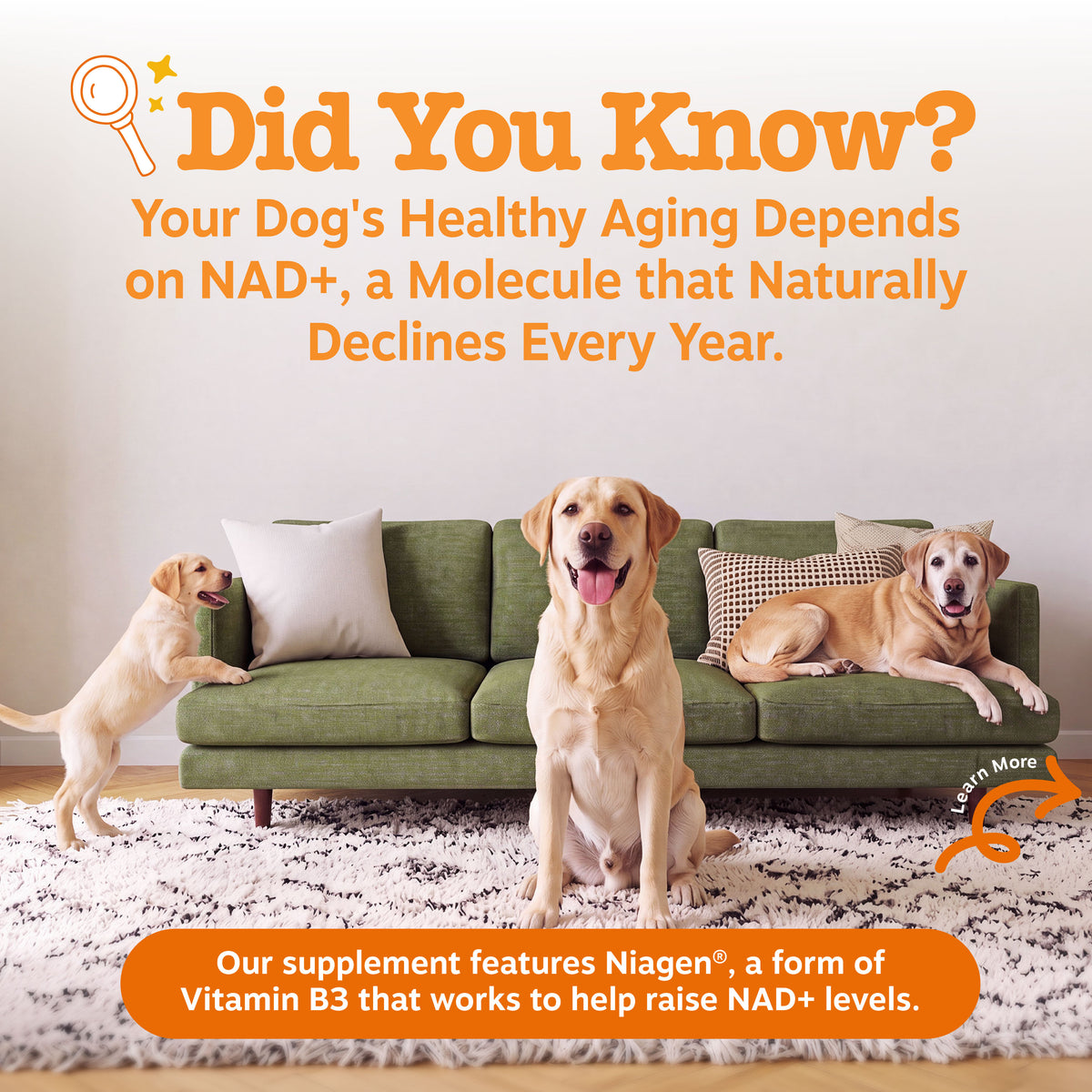 Healthy Aging NAD+ Precursor Powder for Dogs