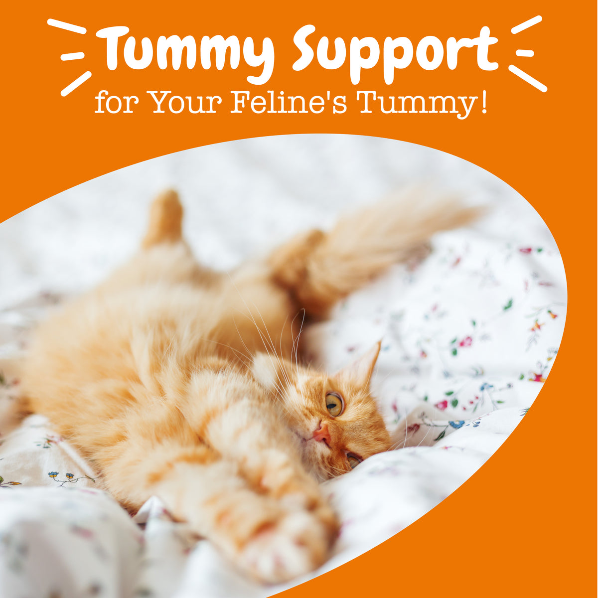 Probiotic Powder for Cats