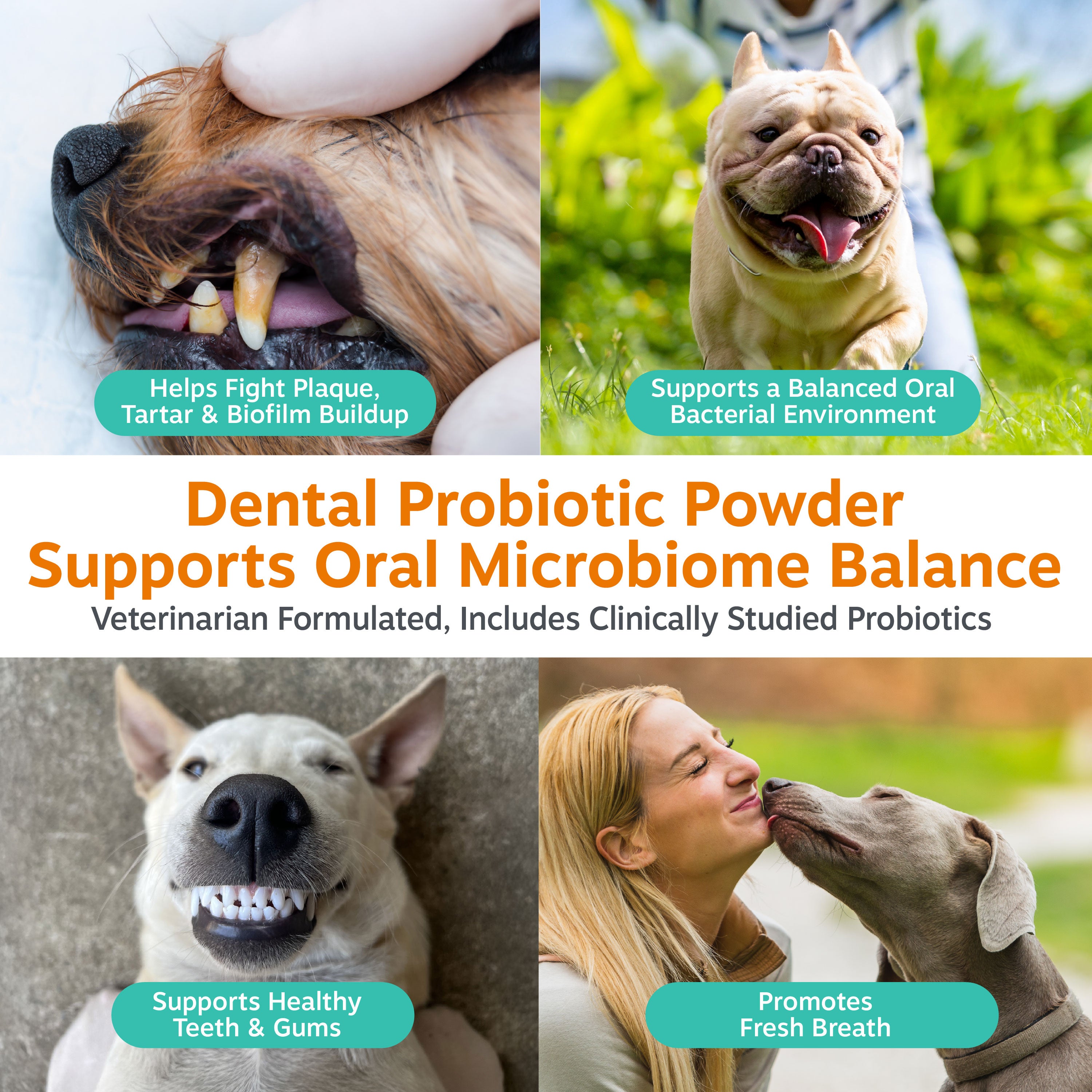White container of dental probiotic powder with four photos showing dog teeth, smiling dogs, and human-dog interaction.