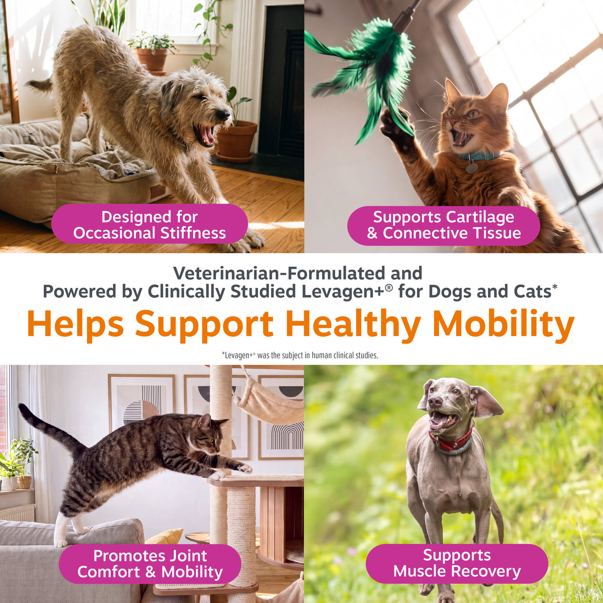 Hip and Joint Drops supplement bottle with dogs and cats demonstrating mobility and play activities indoors and outdoors.
