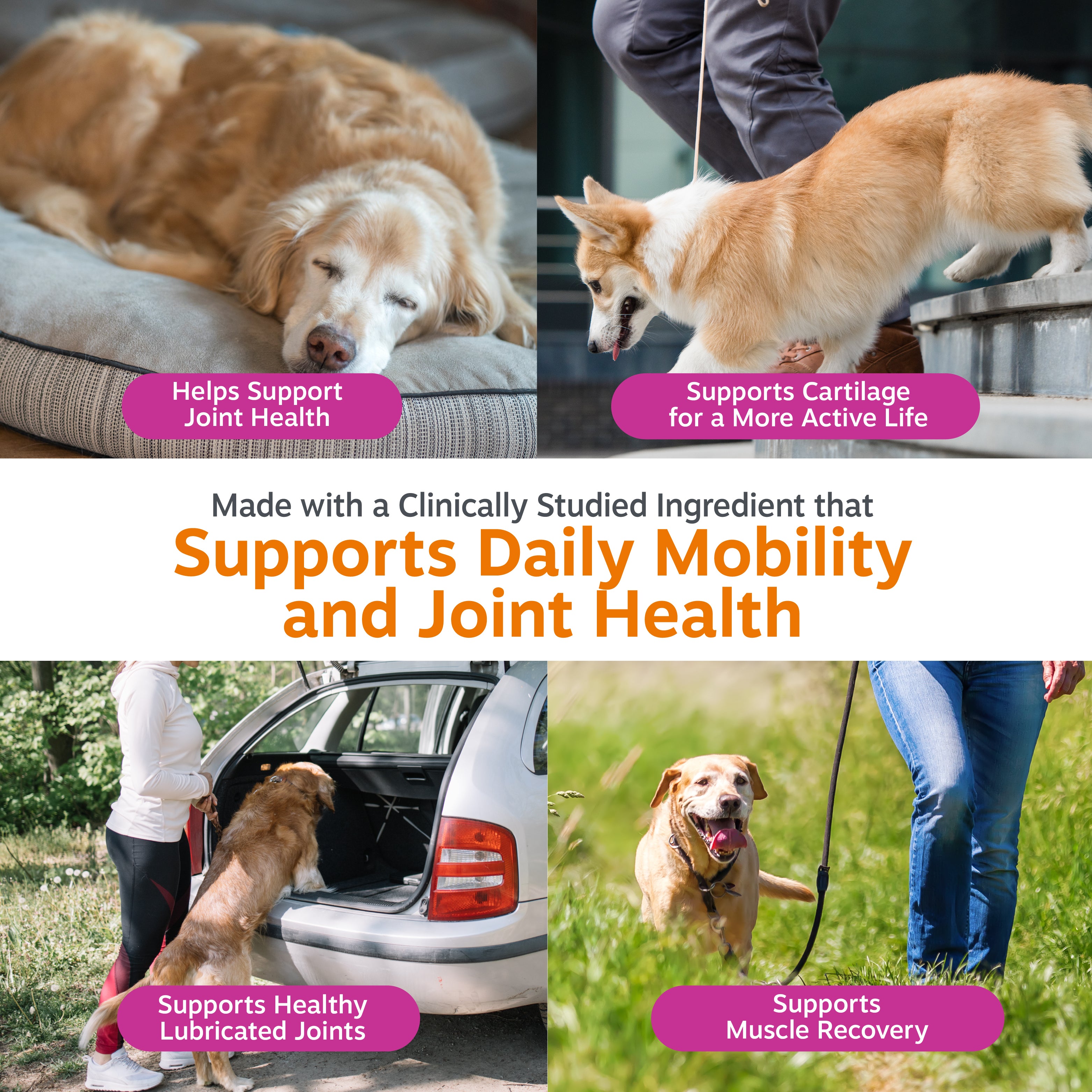 Four photos of dogs in different scenarios: resting dog, standing dog, dog entering car, and dog on leash outdoors.