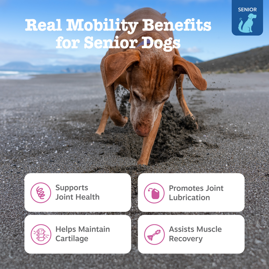 Senior Advanced Hip & Joint Bites for Senior Dogs