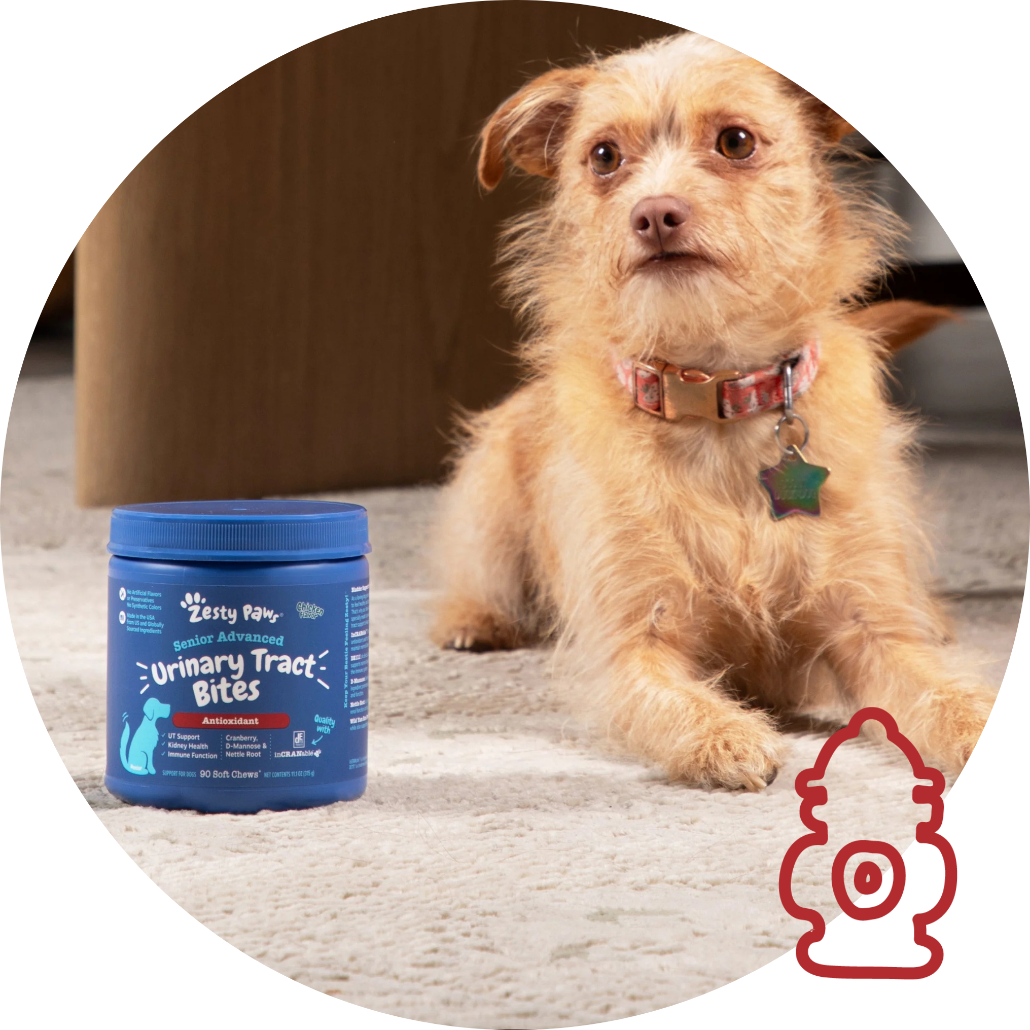 Dog sitting next to a blue pet supplement container on a carpeted floor.
