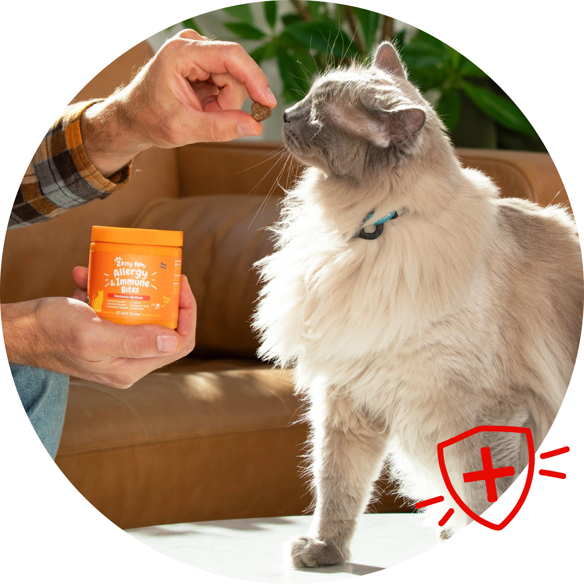 Person holding a container of supplements for a cat, with a shield icon featuring a plus sign on a white background.