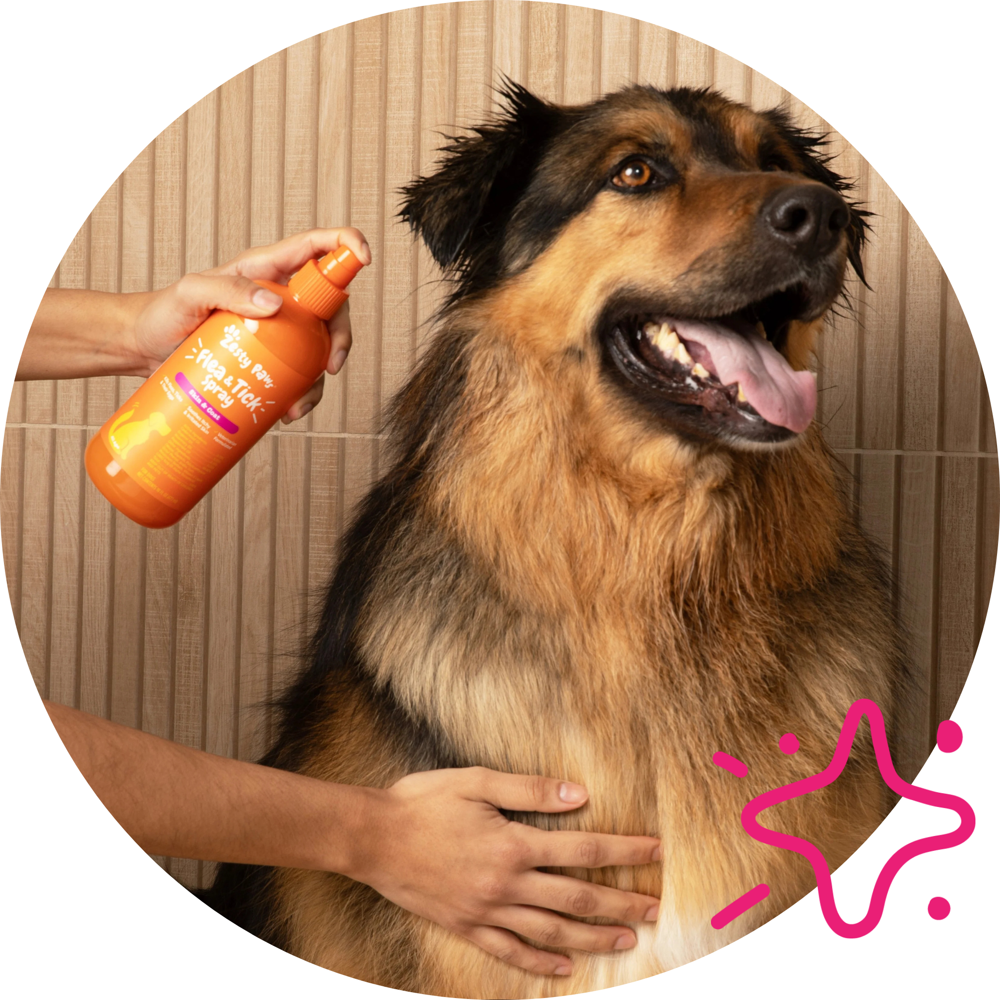 Person applying orange spray bottle to a dog with a pink star graphic