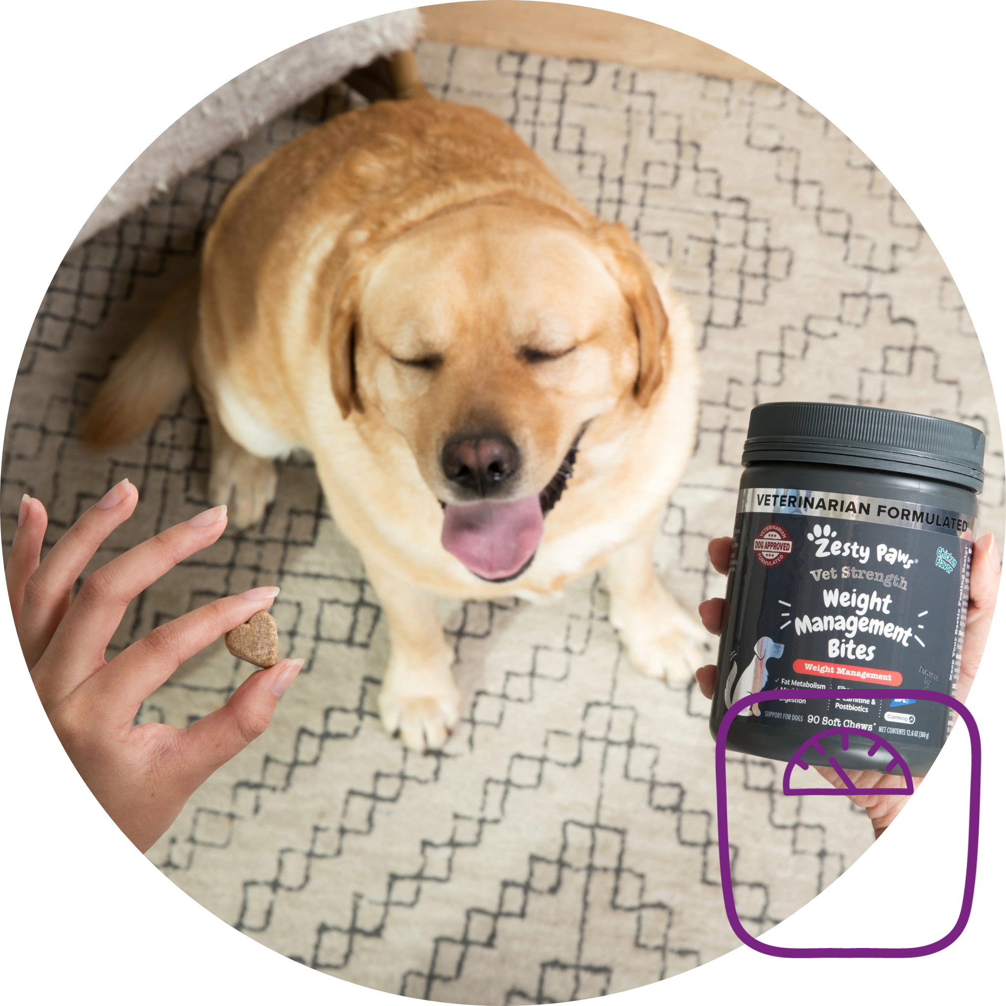 Dog lying on a patterned blanket with a person holding a supplement container.