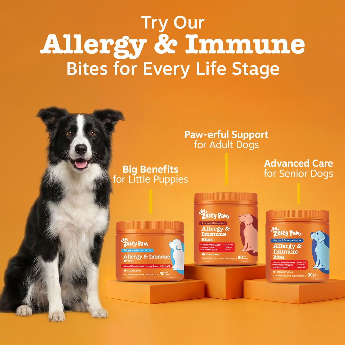 Black and white dog sitting next to three orange Zesty Paws supplement jars on orange blocks against orange background.