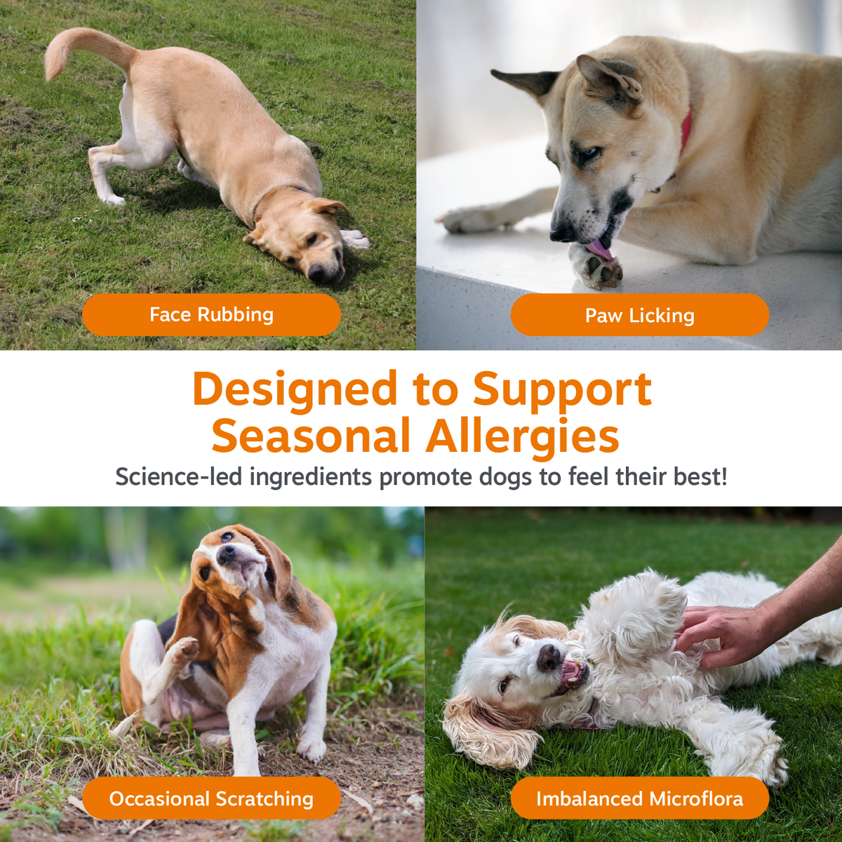 Four dogs displaying common allergy symptoms: face rubbing, paw licking, scratching, and microflora imbalance behaviors.