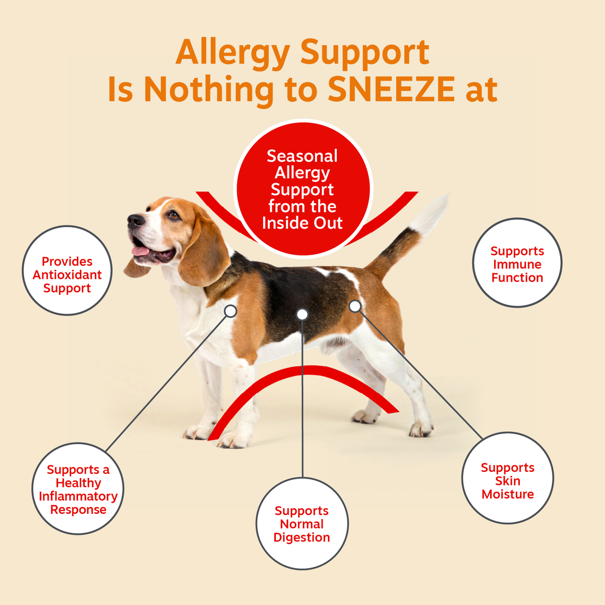 Brown and white beagle shown from above with product benefit callouts for allergy and immune support.