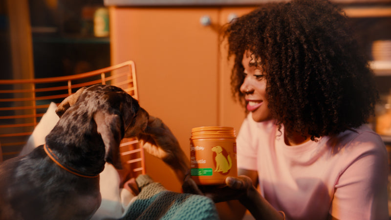 Take a Zesty Pause with Zesty Pawsโข