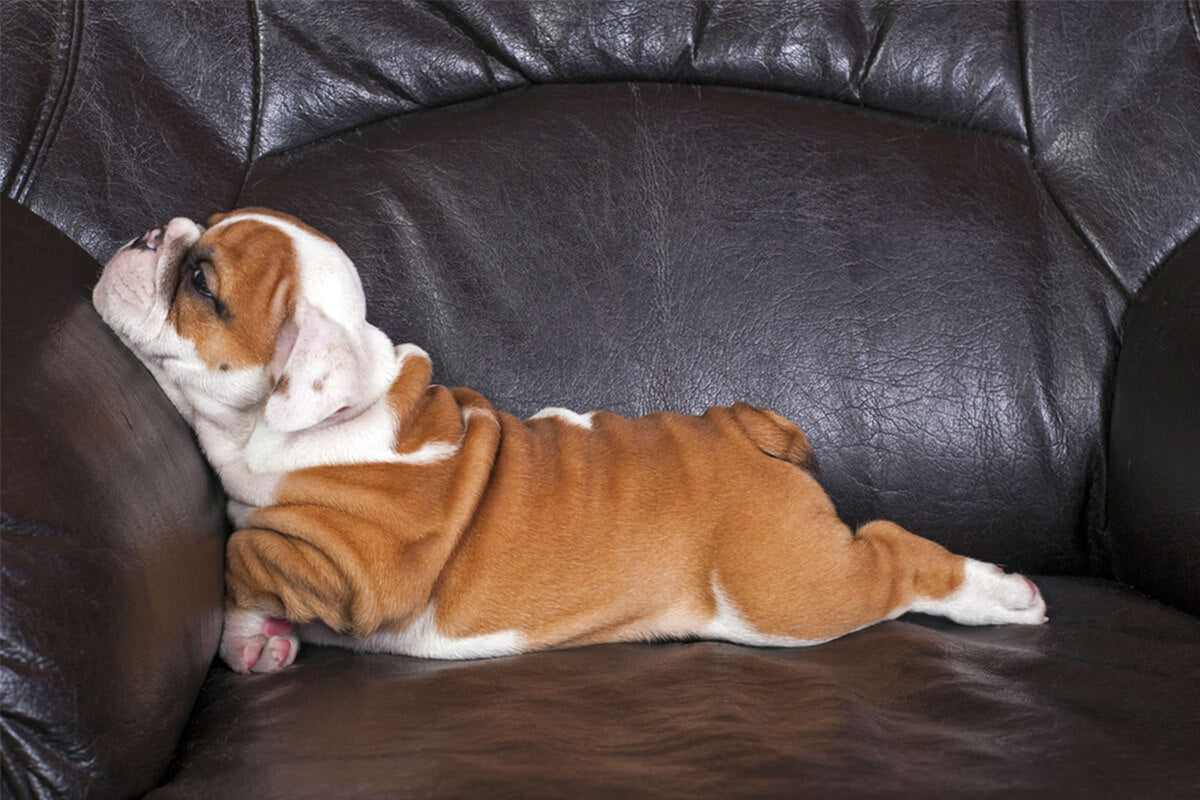 Best Pics That Prove Pets Are Awesome