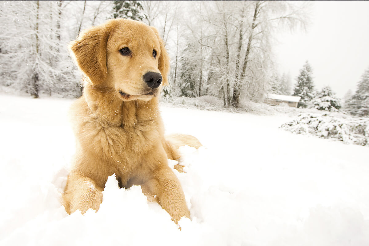 Dog Tales That Will Warm Your Heart