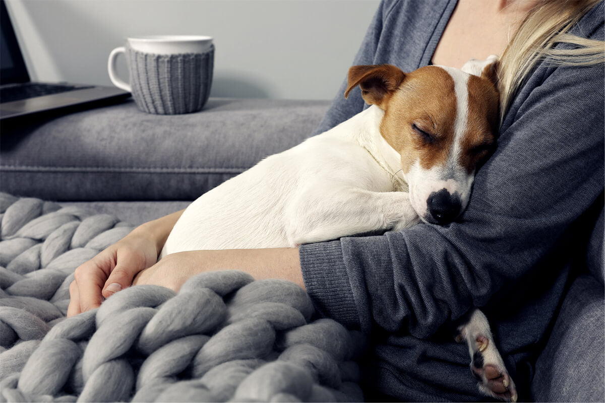 Pet Adoption: Tips You Need to Consider