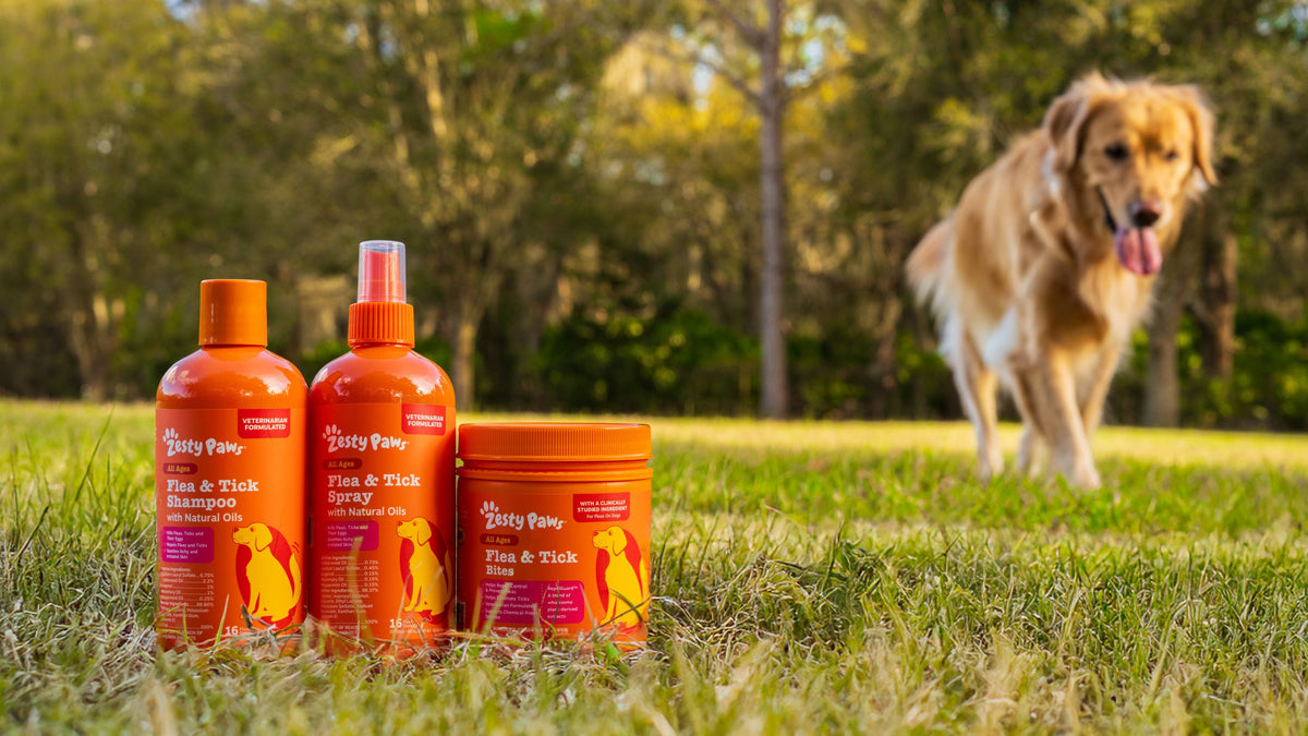 Dog Days of Summer: What to Pack for Your Pup
