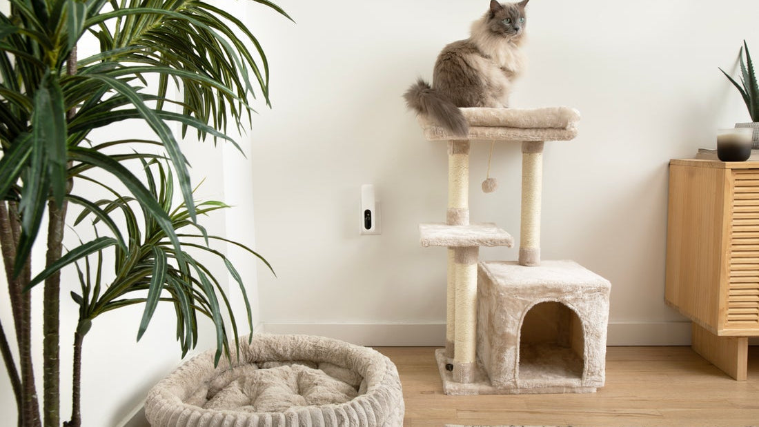 Can Cats and Dogs Be Friends? What Dogs and Cats Living Together Really Looks Like