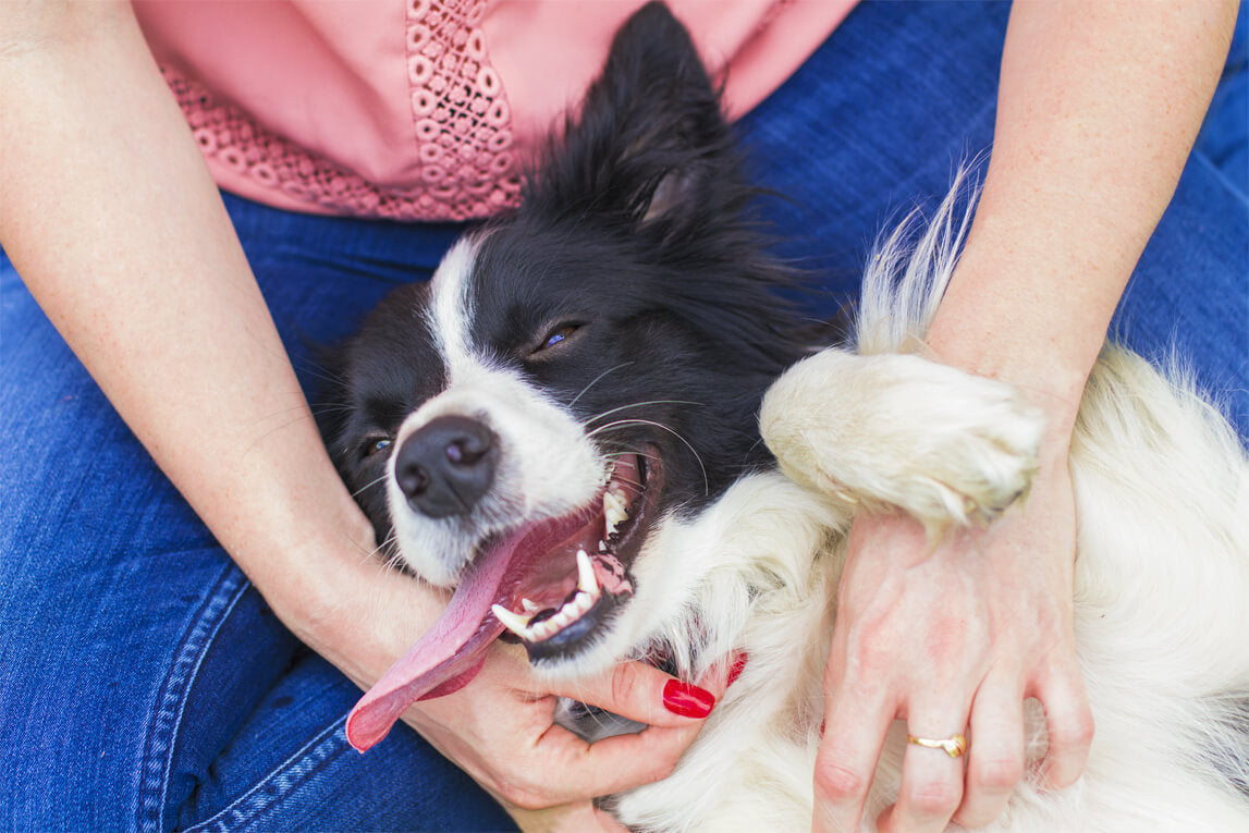 The Reason Why Omega-3 is Awesome for Your Pet