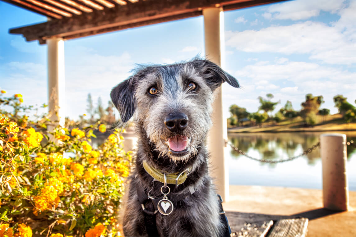 Is Bone Broth Good for Dogs?