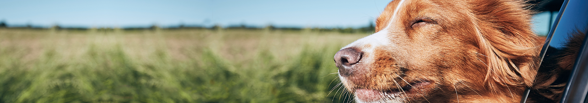 Shop Calming Supplements for Dogs