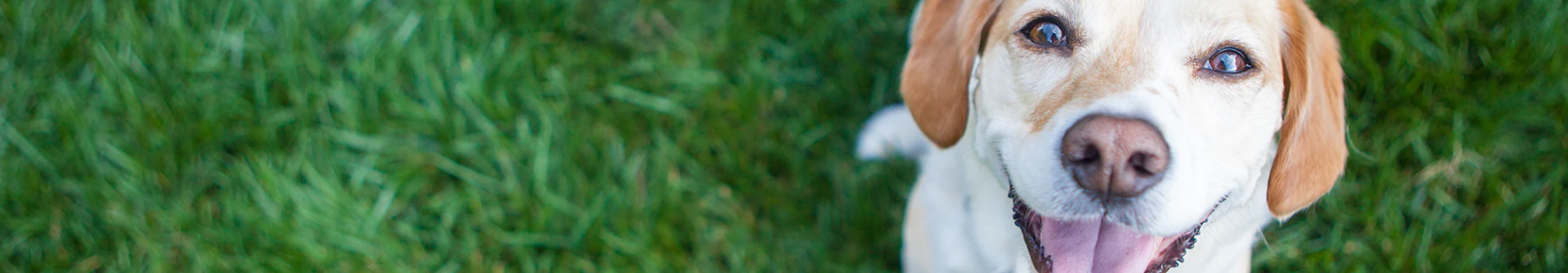 Vet Strength Products