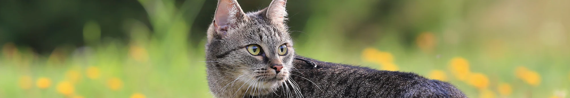 Skin Support For Cats