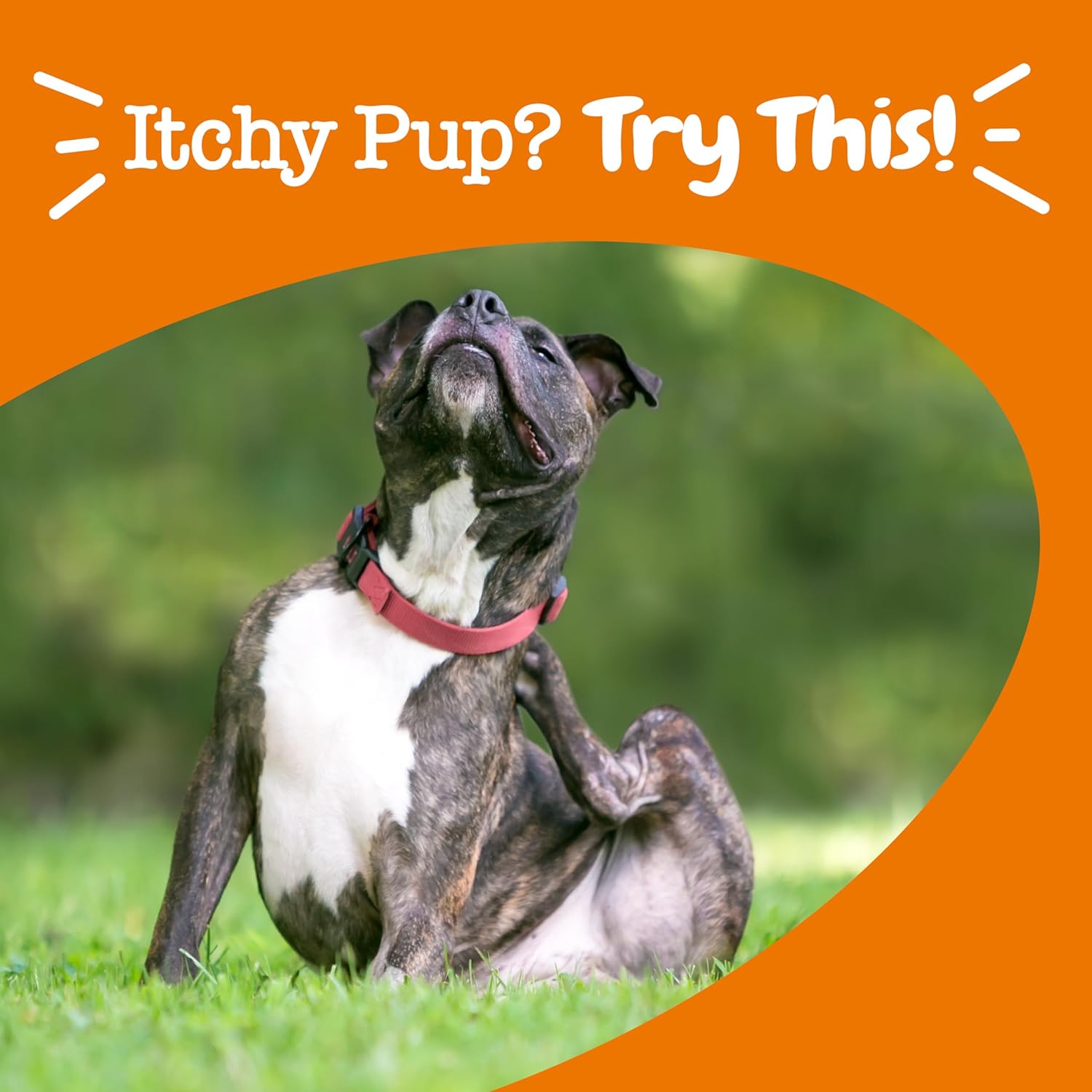 Itch Relief Bites for Dogs