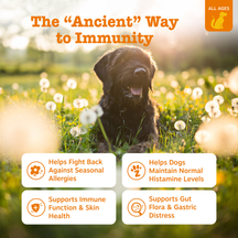 Black dog sitting in field of white dandelions with orange text describing immune and allergy support benefits.