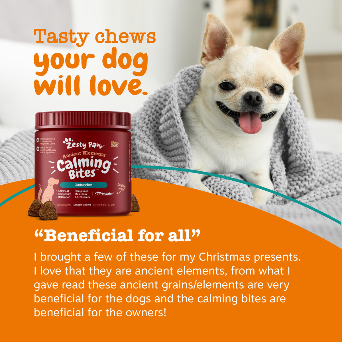 Small white and tan Chihuahua wearing gray sweater next to red jar of dog treats on orange surface.