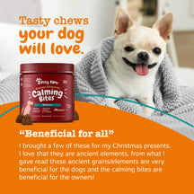 Small white and tan Chihuahua wearing gray sweater next to red jar of dog treats on orange surface.