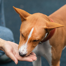 Brown and white dog eating a treat from a person's hand.