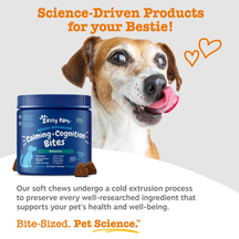 Senior dog with brown and white coat next to blue jar of Zesty Paw calming and cognition soft chews with brown treats display