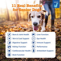 Senior dog with graying muzzle outdoors with text listing multivitamin benefits for bone, joint, liver, skin, coat, and other