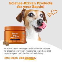 Brown and white small dog with tongue out next to orange bottle of multivitamin mini bites and loose treats.