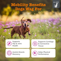Brown dog running through a flower field with text describing mobility benefits and product features.