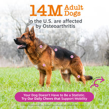 Brown and black dog standing on grass with pink circles marking joint areas and text about osteoarthritis statistics.