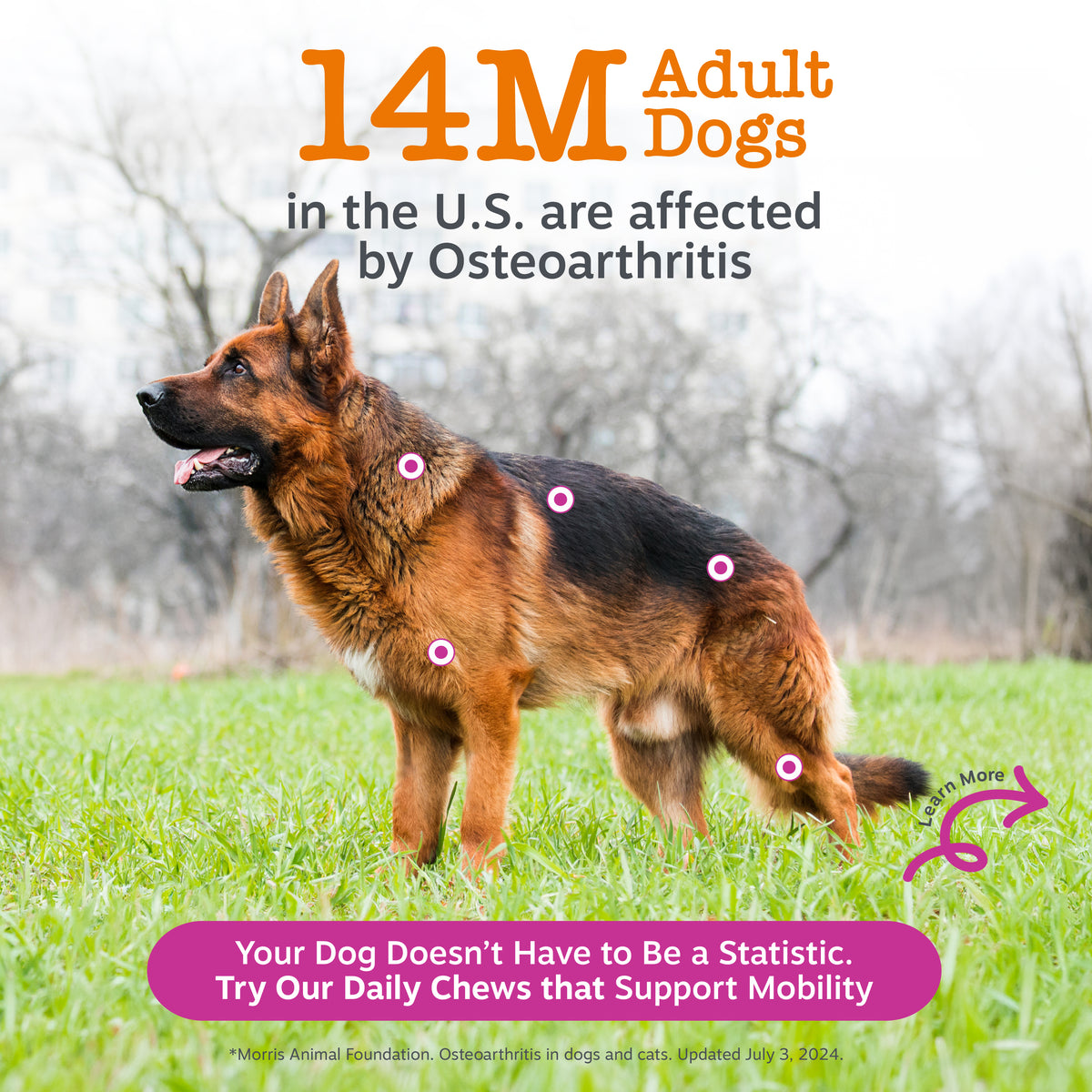 Brown and black dog standing on grass with pink circles marking joint areas and text about osteoarthritis statistics.
