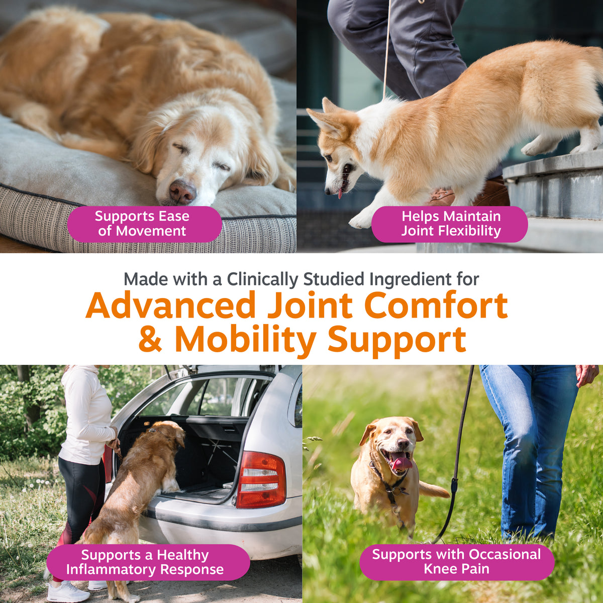 Four photos of dogs in various activities: resting dog, dog eating from bowl, dog entering car, and dog running on leash.
