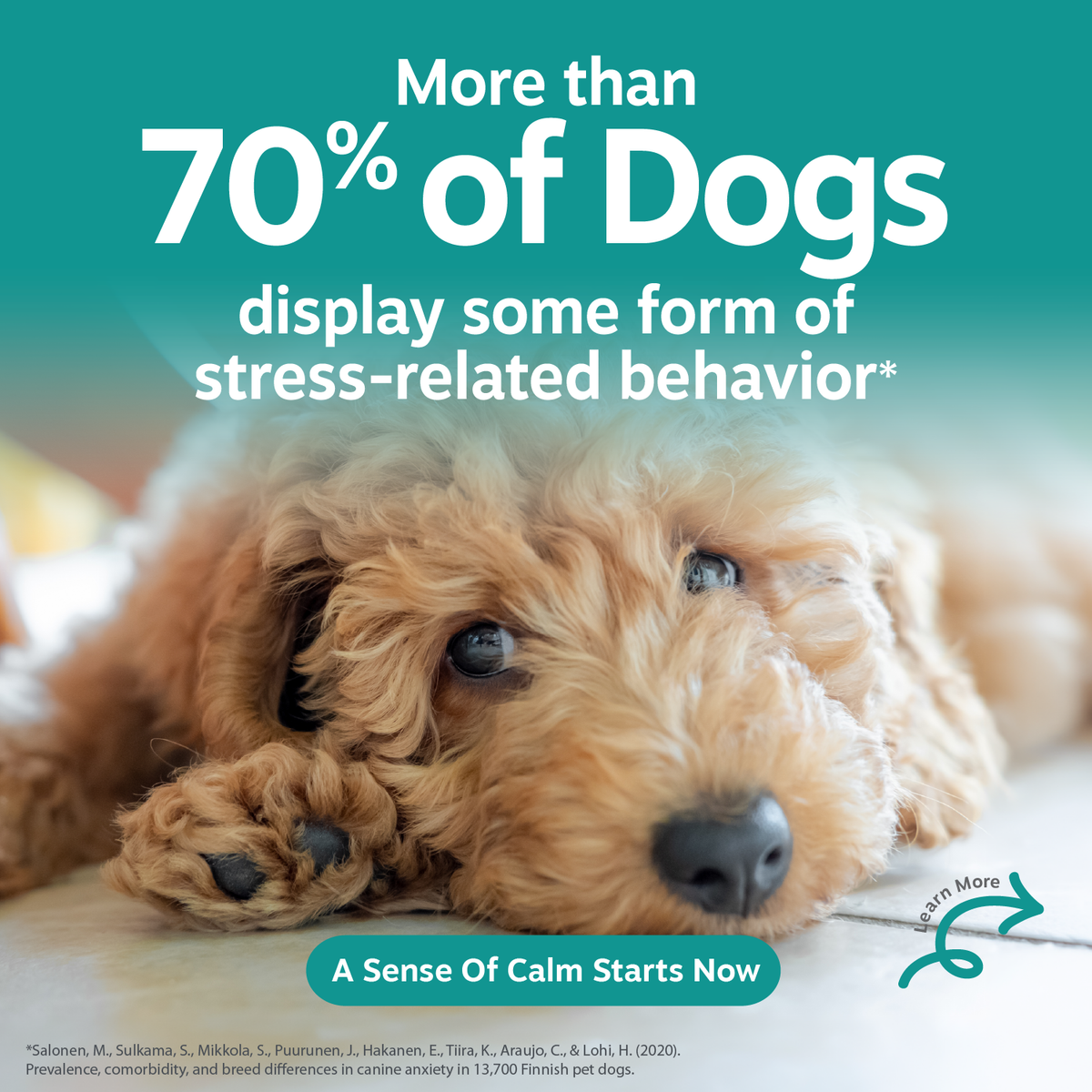 Tan curly-haired puppy lying down on a light surface with text about canine stress behavior.