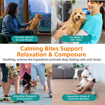 Puppy treats shown in four scenarios: woman with dog during thunderstorm, person holding calm puppy, small dog on leash with 